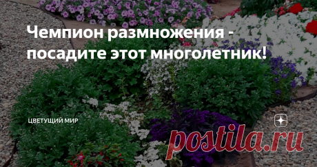 Чемпион размножения - посадите этот многолетник! Изумительная скорость роста и размножения! Этот зеленый шарик все лето радует - а как будет шикарно цвести осенью!  Я о хризантеме мультифлора. Моя Уранус Ред была в прошлом году посажена. Три росточка. А развела целый сад! Сейчас у меня по всей территории больше 50 кустиков! Они хороши весь сезон - красивые даже просто зелеными шариками! А уж когда зацветут - это удивительное зрелище, глаз не отвести! Вот в клумбе у входа: ...