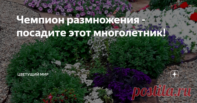 Чемпион размножения - посадите этот многолетник! Изумительная скорость роста и размножения! Этот зеленый шарик все лето радует - а как будет шикарно цвести осенью!  Я о хризантеме мультифлора. Моя Уранус Ред была в прошлом году посажена. Три росточка. А развела целый сад! Сейчас у меня по всей территории больше 50 кустиков! Они хороши весь сезон - красивые даже просто зелеными шариками! А уж когда зацветут - это удивительное зрелище, глаз не отвести! Вот в клумбе у входа: ...