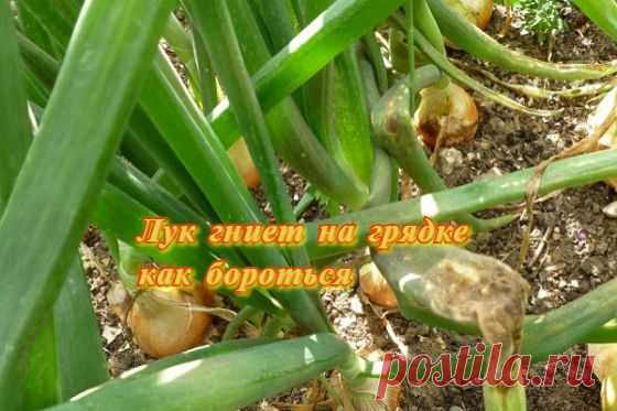 Почему лук гниет на грядке, что делать
https://s-sergeev.ru/vrediteli-sadov-i-ogorodov/pochemu-luk-gniet-na-gryadke-chto-delat.html