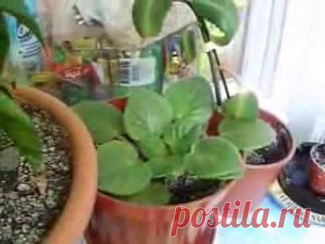 Как выращивать фиалки)