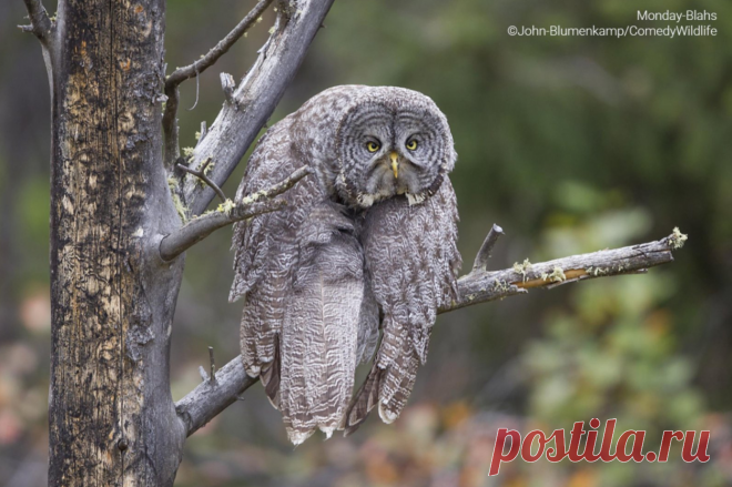 Финалисты конкурса комичных фотографий дикой природы Comedy Wildlife Photography Awards 2023