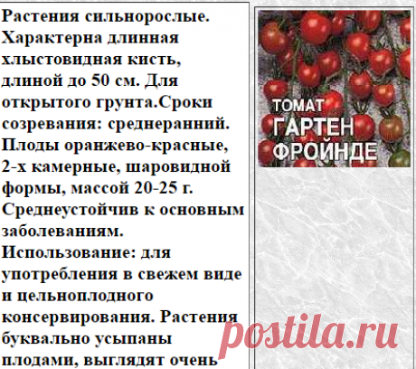 ТОМАТ ГАРТЕН ФРОЙНДЕ