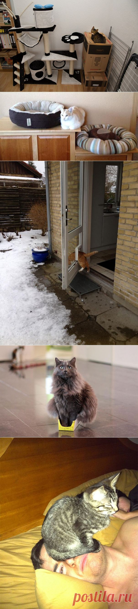 Кошачья логика.