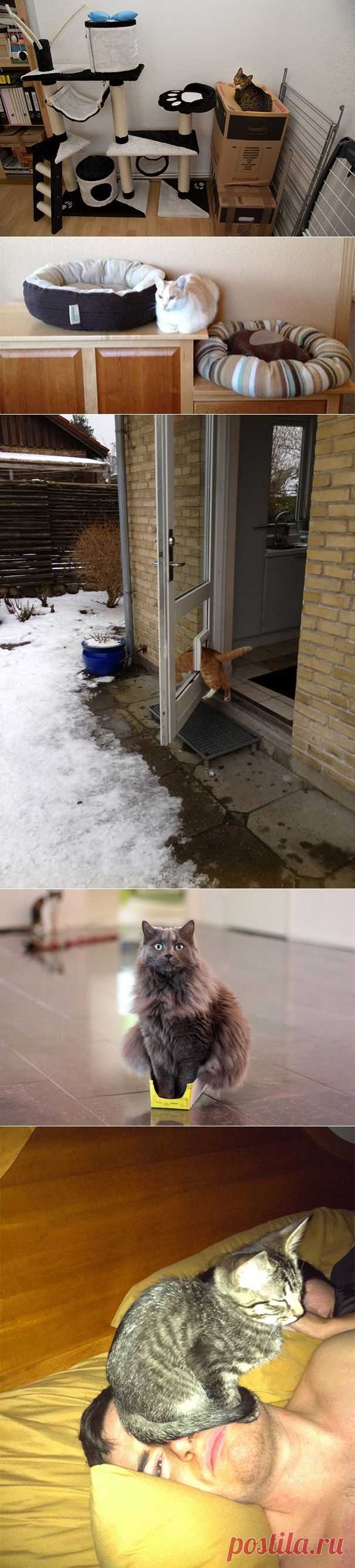 Кошачья логика.