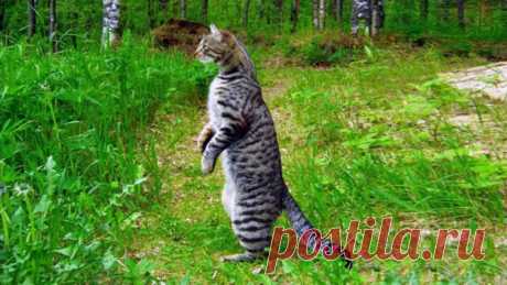 Следы на асфальте | Animals | Дзен