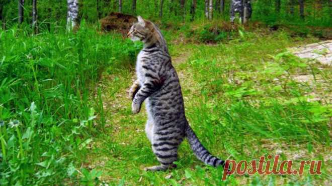 Следы на асфальте | Animals | Дзен