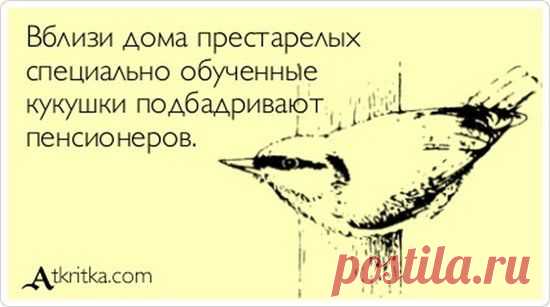 Анекдоты и фразы в картинках | Смехопанорама