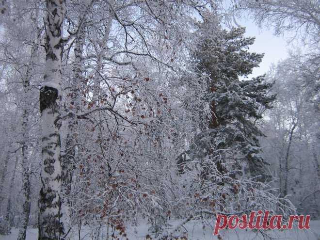 Зимний лес
