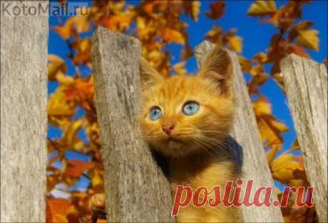 Небесные глазки | KotoMail.ru