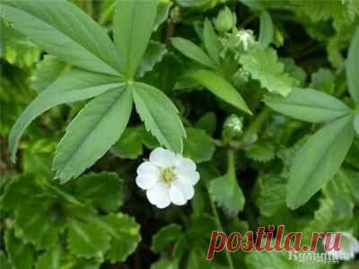 Лапчатка белая..