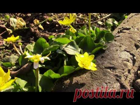 21 марта день весеннего равноденствия! МОЙ САД ОЖИВАЕТ!