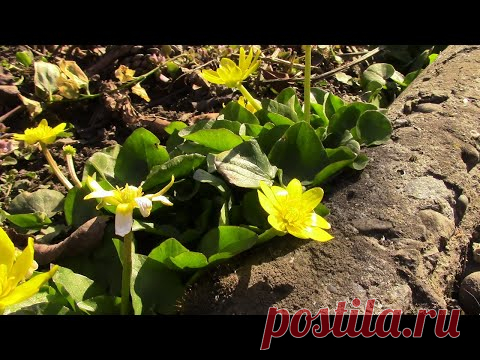 21 марта день весеннего равноденствия! МОЙ САД ОЖИВАЕТ!