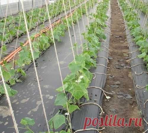 Удивительный способ выращивать огурцы без прополки