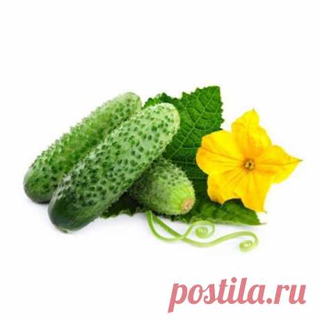 Рецепт от всех болезней огурцов!!!

После появления всходов в фазе 3-4 листочков огурцы нужно обработать следующим составом:
в ведро воды добавить 30 капель йода,
20 г хозяйственного мыла и литр молока.
Опрыскивание таким составом можно проводить примерно через каждые 10 дней: 14 июня, 26 июня, 7 июля, 19 июня, 1, 11, 25 августа и 7 сентября. Этот состав охраняет огурцы от всех заболеваний и он безвреден, в отличие от химических средств.
А от мучнистой росы-распылять на ог...
