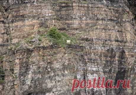 Козлы скалолазы - Ибексы - Путешествуем вместе