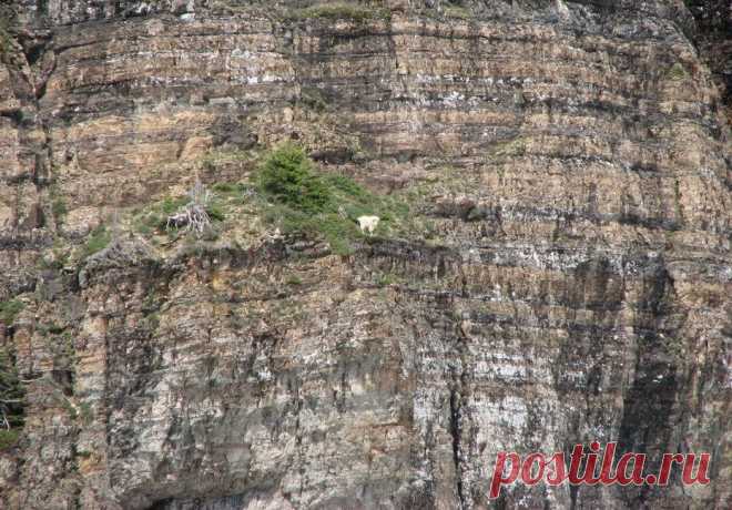 Козлы скалолазы - Ибексы - Путешествуем вместе