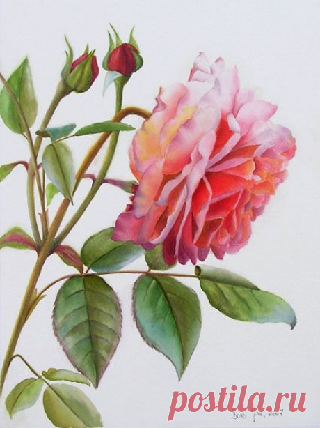 Watercolor Paintings: Roses, Flowers, Cats, Figures &amp; Portrait