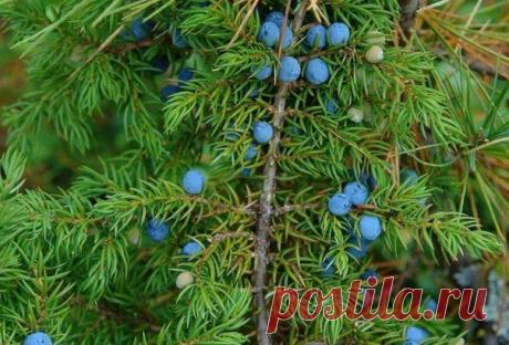 ТРАВУШКА-МУРАВУШКА ЦЕЛЕБНАЯ