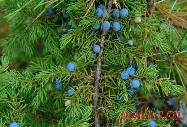 ТРАВУШКА-МУРАВУШКА ЦЕЛЕБНАЯ