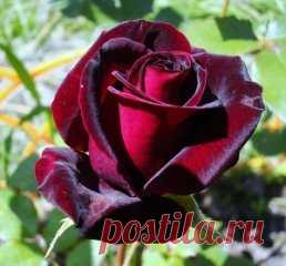 Милые девочки, девушки,женщины,бабушки ))) Это для ВАС )))