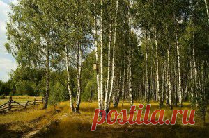 Проект: СТРАНА БЕРЕЗОВОГО СИТЦА | Экология как бизнесс Экология как бизнесс