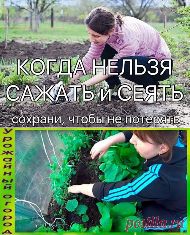 (50) Одноклассники