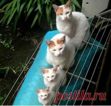 Котрёшки