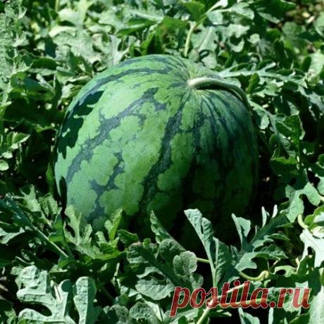 Как выращивать арбузы на своем садовом участке. Польза арбузов