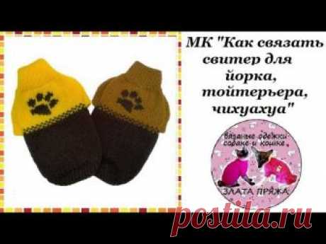 МК "Как связать свитер йорку, тойтерьеру, чихуахуа"