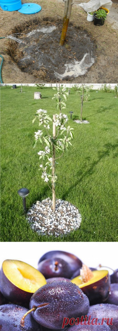 Как камни под сливой влияют на урожайность? | Дачный каприз | Яндекс Дзен
