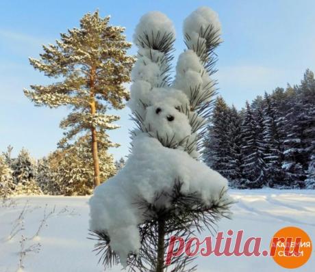 Чудо природы