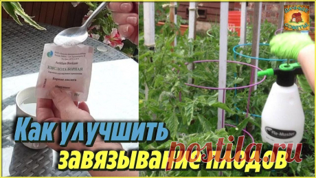 Никогда бы не подумала, но этот способ помог мне улучшить завязывание плодов томатов и огурцов Опрыскивание овощей