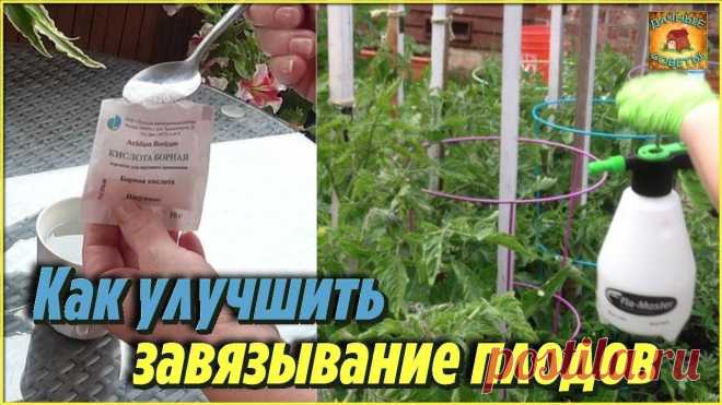 Никогда бы не подумала, но этот способ помог мне улучшить завязывание плодов томатов и огурцов Опрыскивание овощей