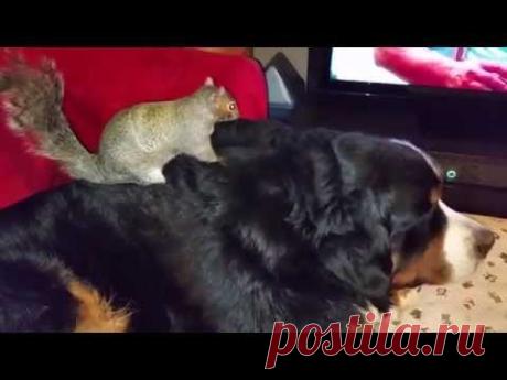 Wally the squirrel : Still hiding nuts in Jax's fur!