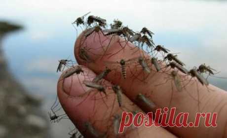 Как стать «невкусными» для комаров и клещей «Ох, лето красное! любил бы я тебя, Когда б не зной, да пыль, да комары, да мухи», — тут же вспоминаются пушкинские строчки, когда на даче нас атакует прожорливая и беспощадная братия слепней-оводов, мошек-комаров. Выход один — стать совершенно невкусными для этих любителей нашей крови, при этом не используя малополезную «химию». Топ-5 масел от мух и комаров. Вместо магазинных антикомариных спреев можно использовать эфирные масла...