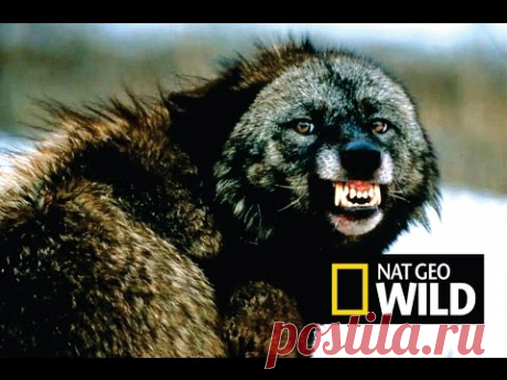 Ах Эта Дикая Природа! В Кругу Друзей — социальная сеть