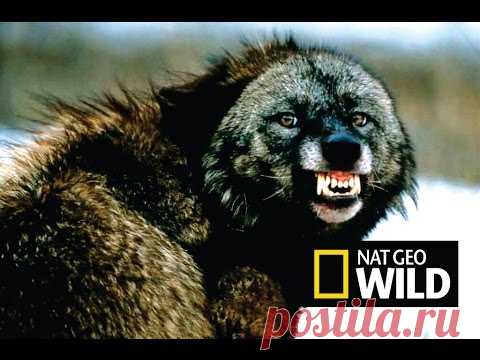 Ах Эта Дикая Природа! В Кругу Друзей — социальная сеть