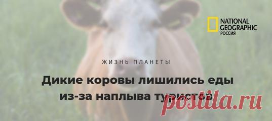 Остров Тап Мун (кит. «остров травы») лишился того, что дало ему название: из-за небывалого наплыва туристов вся трава была вытоптана, а местные коровы остались без пропитания. Ситуация настолько плачевна, что добровольцы начали возить траву с других островов и отдаленных деревень Гонконга.