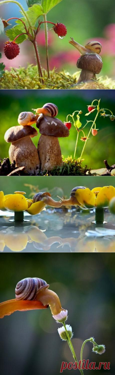 (+1) тема - Улитки не медленные. Они просто ценят жизнь | Четвероногий юмор