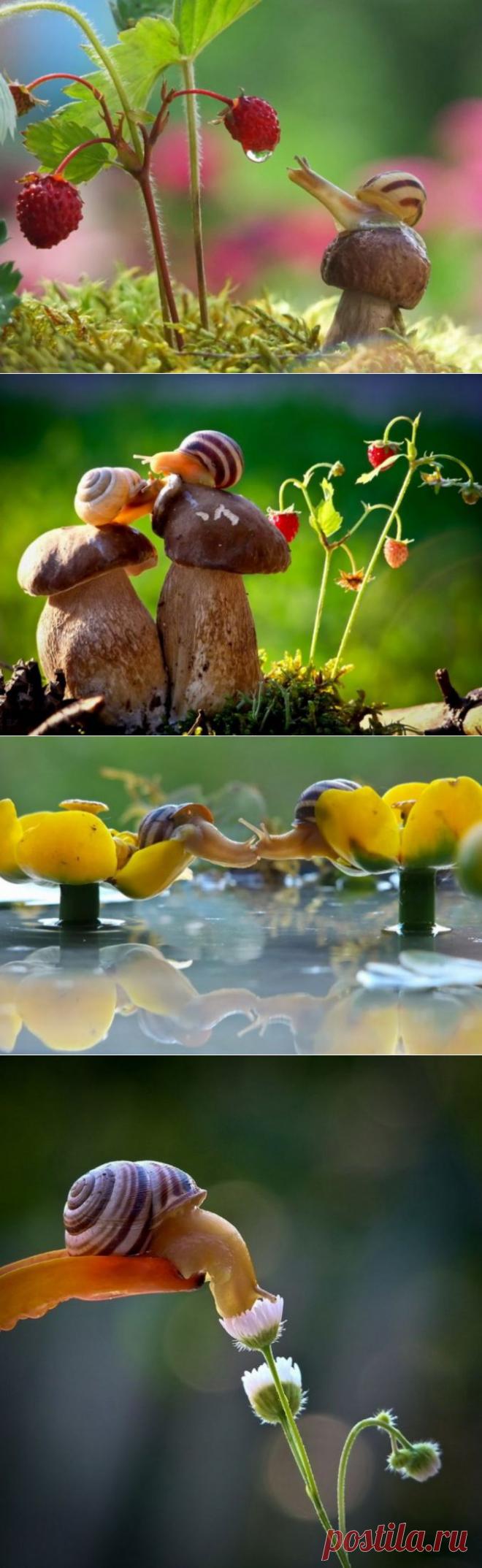 (+1) тема - Улитки не медленные. Они просто ценят жизнь | Четвероногий юмор