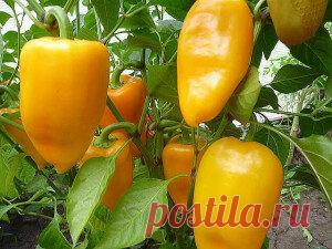 Проверенные советы хозяек ПРИ ВЫРАЩИВАНИИ СЛАДКОГО ПЕРЦА Проверенные советы хозяек ПРИ ВЫРАЩИВАНИИ СЛАДКОГО ПЕРЦА.  1.Слишком быстро Торопиться с посадкой нельзя. Высадив растения в открытый грунт до того как температура воздуха достигнет 20-25° С, получим задержку в развитии и недоберем урожай. Высаживать рано можно лишь под пленку и в парники.  2. Мало света В тени перцы хиреют, начинают вытягиваться и падают от ветра. Плодов они в таком состоянии не завязывают.