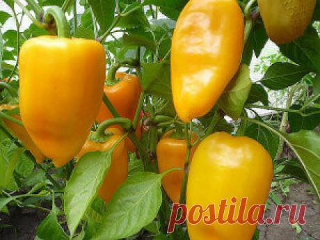 Проверенные советы хозяек ПРИ ВЫРАЩИВАНИИ СЛАДКОГО ПЕРЦА Проверенные советы хозяек ПРИ ВЫРАЩИВАНИИ СЛАДКОГО ПЕРЦА.  1.Слишком быстро Торопиться с посадкой нельзя. Высадив растения в открытый грунт до того как температура воздуха достигнет 20-25° С, получим задержку в развитии и недоберем урожай. Высаживать рано можно лишь под пленку и в парники.  2. Мало света В тени перцы хиреют, начинают вытягиваться и падают от ветра. Плодов они в таком состоянии не завязывают.