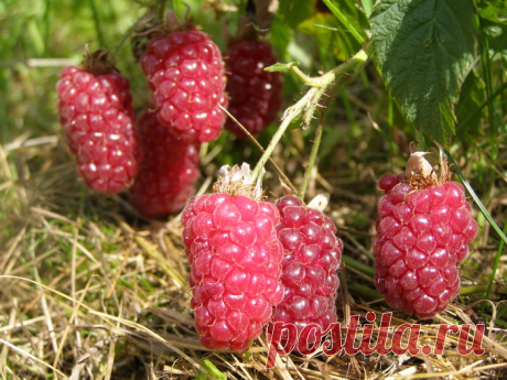 13 особенностей выращивания малины