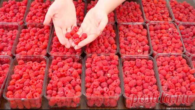 МАЛИНУ зимой больше НЕ ПОКУПАЮ! 5 лучших способов заготовки малины НА ЗИМУ!

Малина на зиму. Малиновое варенье, малиновый соус, компот из малины на зиму. Попробуйте мои рецепты варенья и делитесь своими в комментариях.

В ПЕРВОМ рецепте варю малинку 10-15 минут! Больше не надо...
Показать ещё