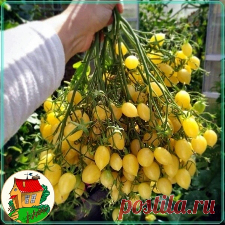 Томатный букет! Шикарный вид! Огромное множество плодов, очень рясно!
