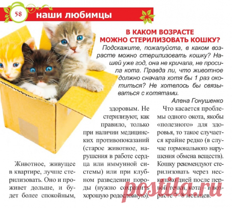 В каком возрасте можно стерилизовать кошку