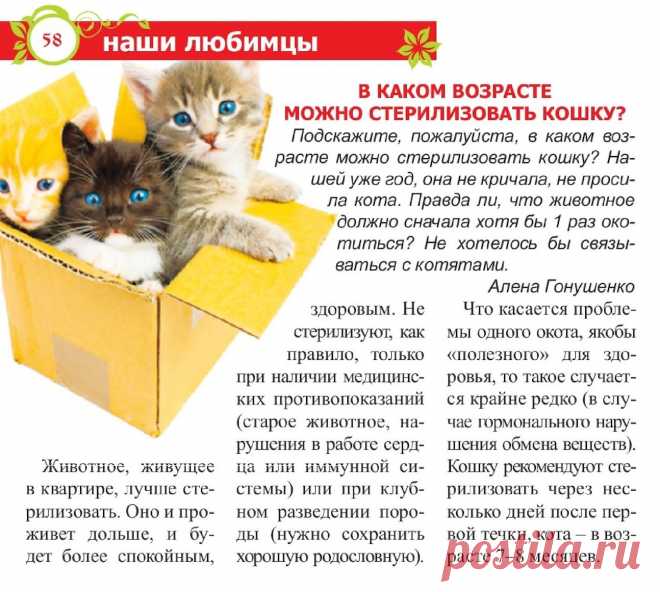 В каком возрасте можно стерилизовать кошку