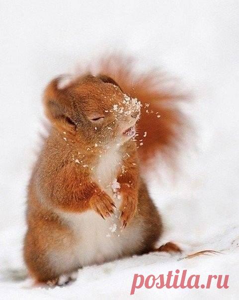 В мире животных