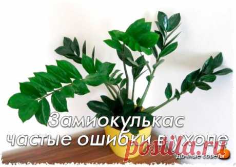 Замиокулькас: частые ошибки в уходе