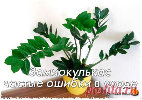 Замиокулькас: частые ошибки в уходе
